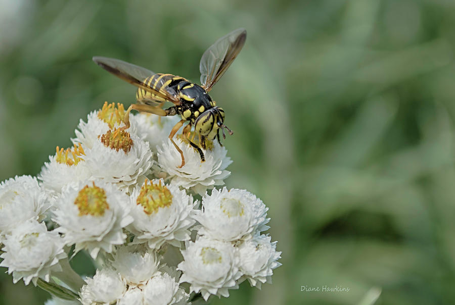 Nature Photograph - Paper wasp by Diane Hawkins