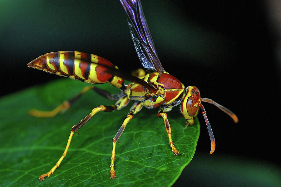 Paper Wasp Photograph by Larah McElroy