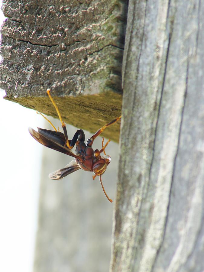 Paper Wasp Photograph by Lynda Dawson-Youngclaus