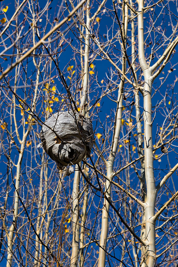 Paper Wasp Nest in Winter Photograph by Kathleen Bishop
