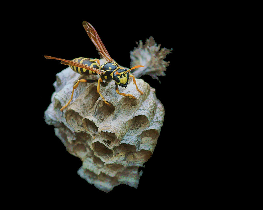 Insects Photograph - Paper Wasp - Nest - Lateral View by Nikolyn McDonald