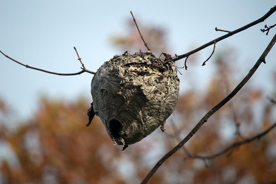 Paper Wasp Nest Photograph