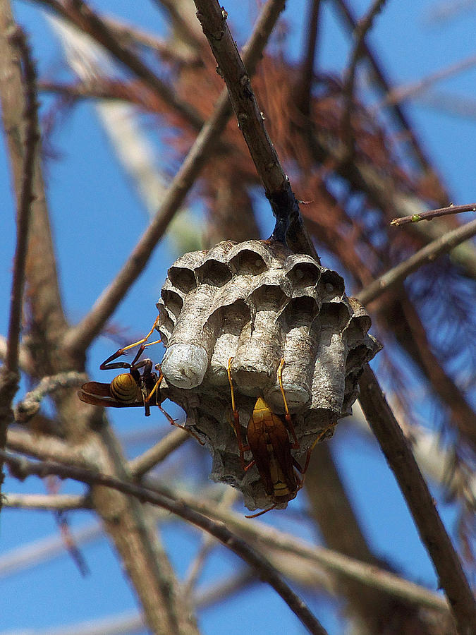 Paper Wasp On New Years Day 2016 Photograph by Christopher Mercer