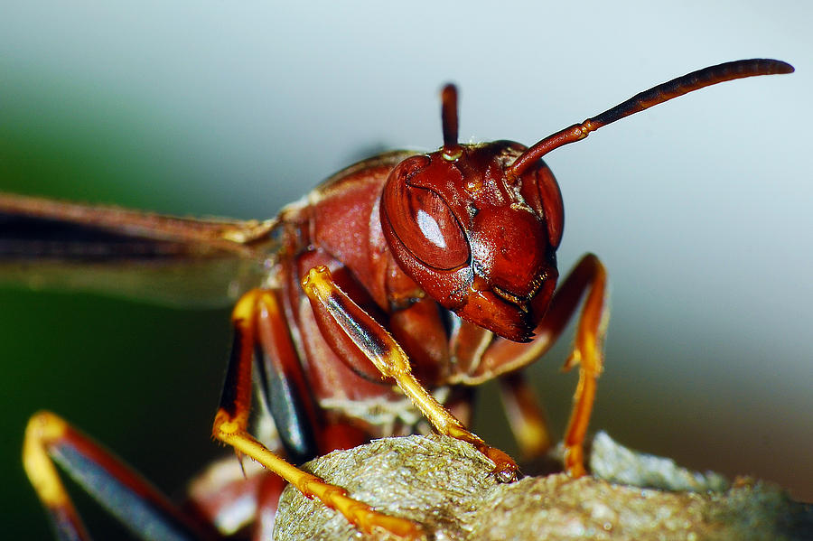 Paper Wasp - Polistes metricus Photograph by Larah McElroy