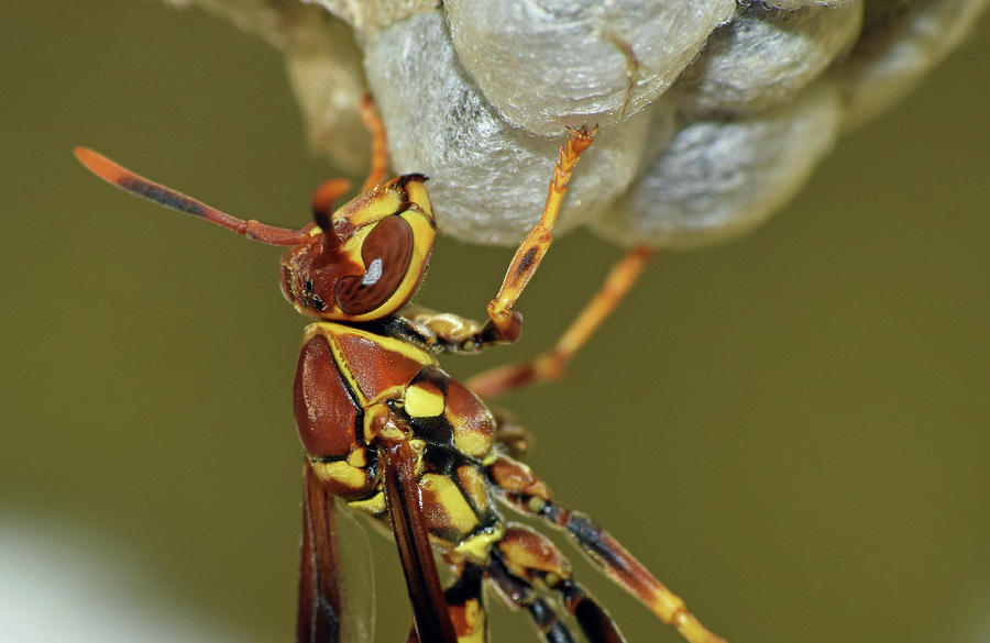 Paper Wasp #5 Photograph by Larah McElroy