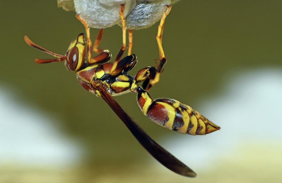 Paper Wasp #4 Photograph by Larah McElroy