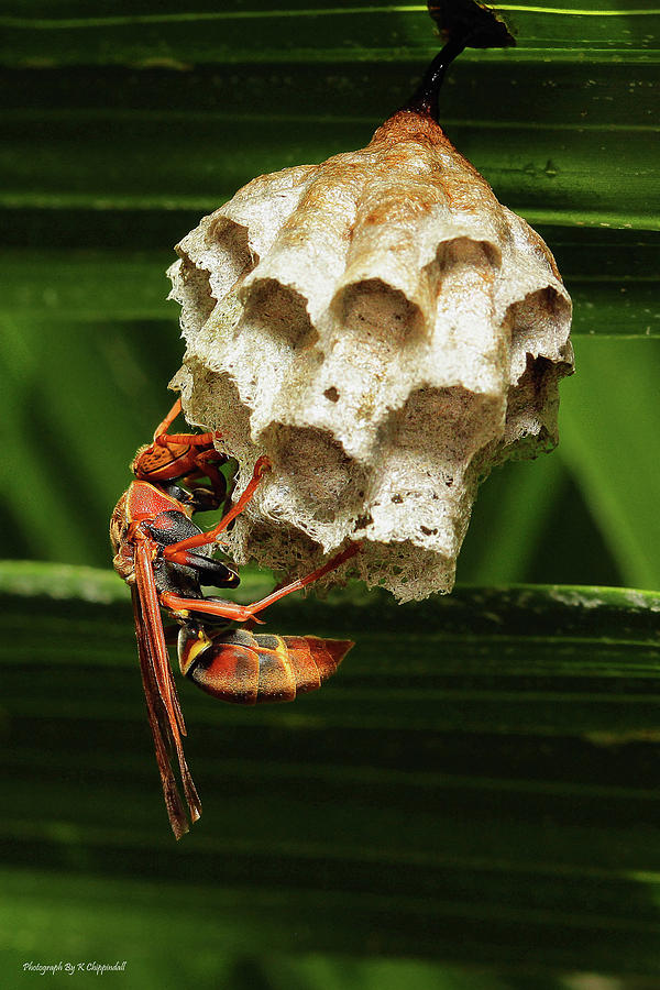 Paper wasps 00666 Photograph by Kevin Chippindall