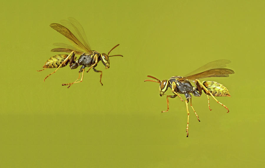 Paper Wasps In Flight Photograph By Buddy Mays Pixels