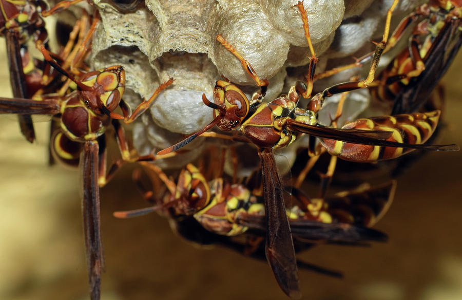 Paper Wasps Photograph by Larah McElroy