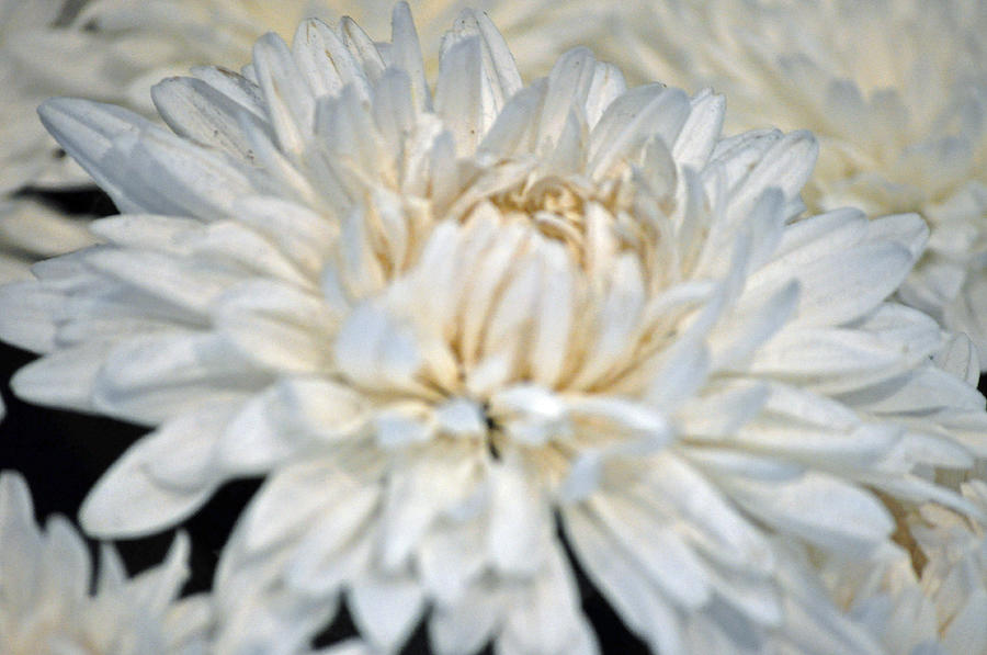 Flower Photograph - Paper White Chrysanthemum by Debra  Miller