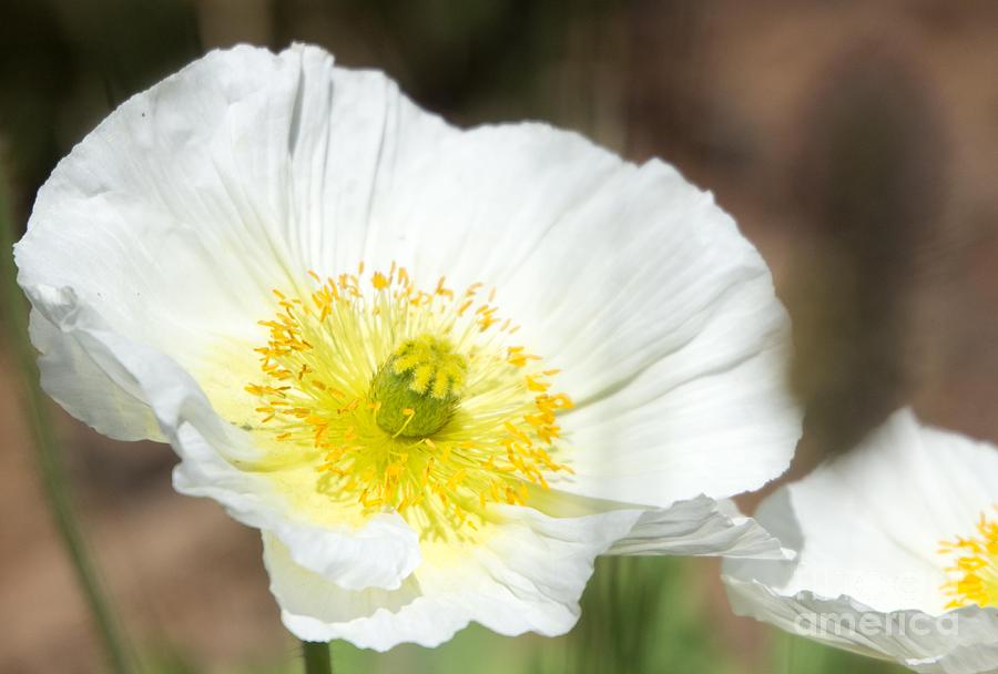 Paper White Icelandic Poppies Photograph By Marta Robin Gaughen Fine Art America 7435