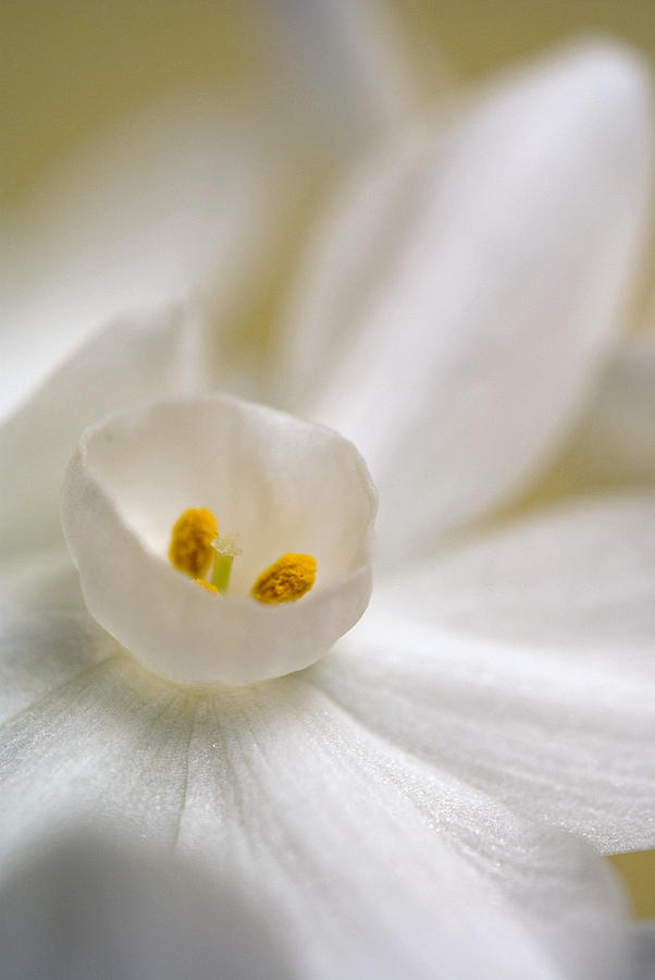 Paper White Narcissus Photograph by Andreas Freund