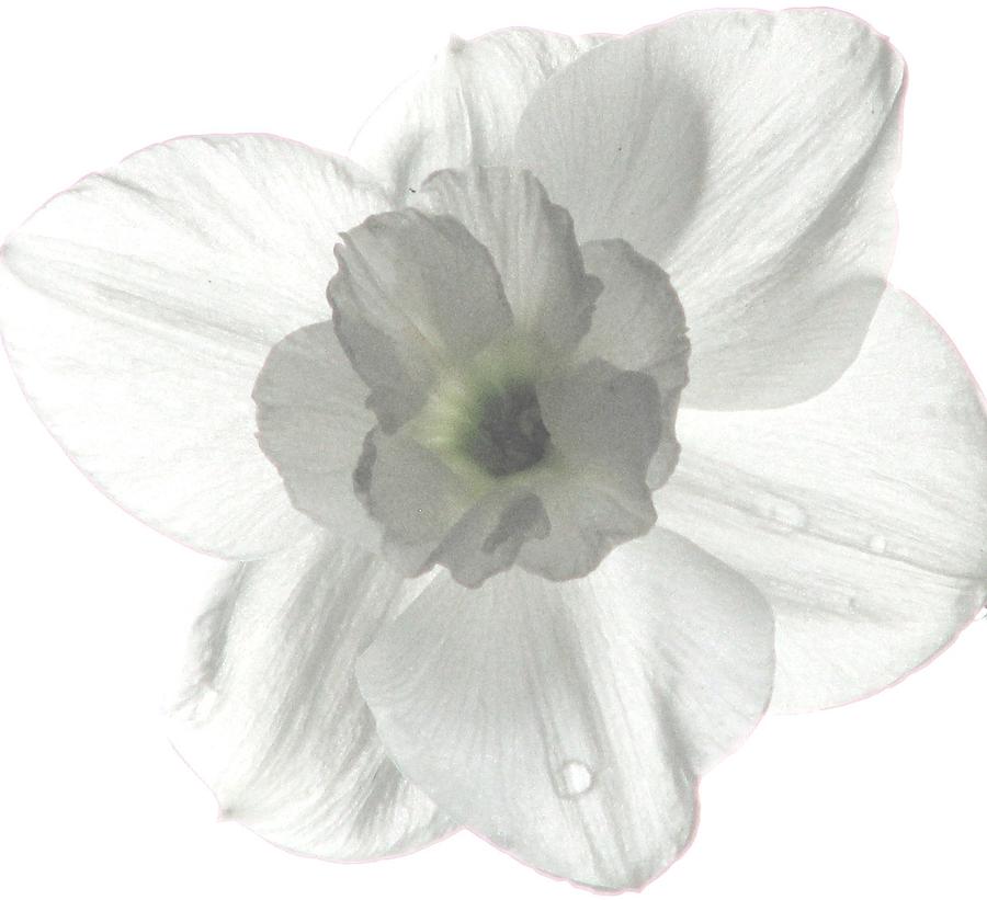Spring Photograph - Paper White Narcissus by Angela Davies