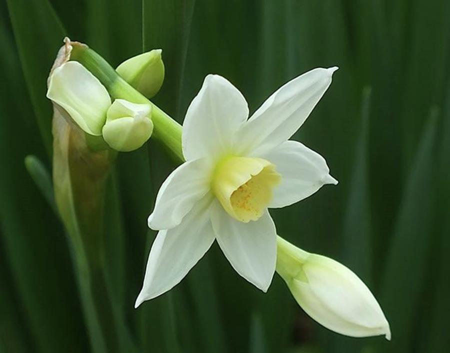 Flower Photograph - Paper Whites by Cheray Dillon