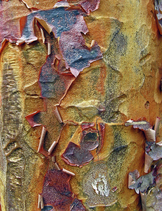 Spring Photograph - Paperbark Maple   by Jessica Jenney