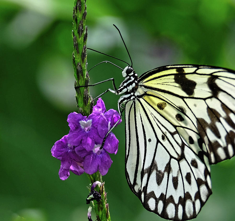 Paperkite Butterfly closeup Photograph by Ronda Ryan