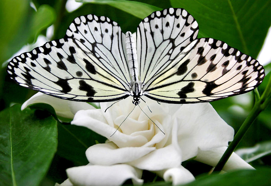 Butterfly Photograph - Paperkite on Gardenia by Kristin Elmquist