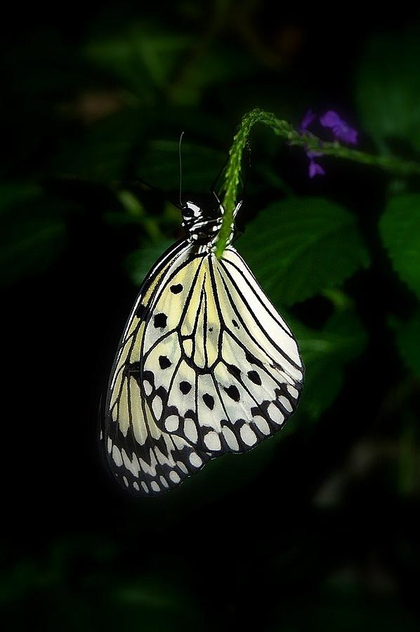 Butterfly Photograph - Paperwhite Butterfly by Teresa Stallings