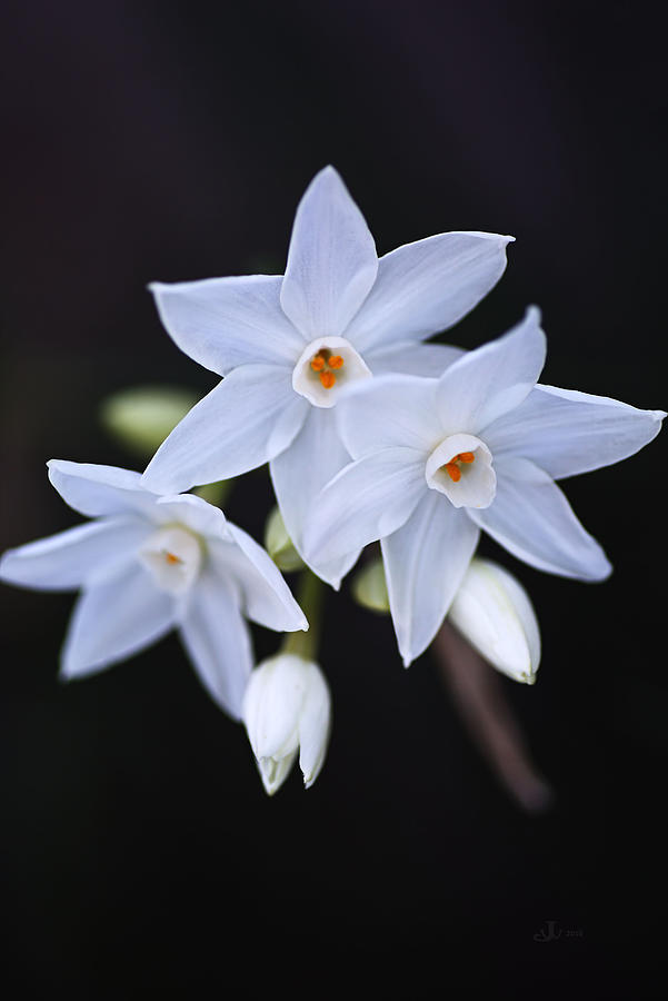 Paperwhite Flowers Photograph by Joy Watson