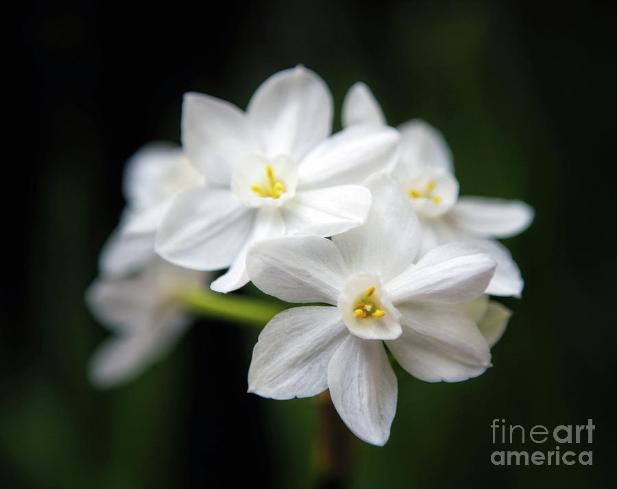 Paperwhite Narcissus Photograph by Elizabeth Winter