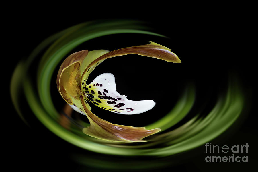 Paphiopedilum orchid abstract Photograph by Delphimages Photo Creations
