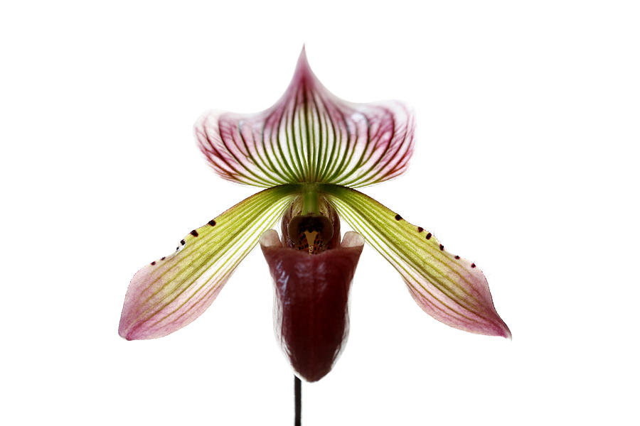 Paphiopedilum Lawrenceanum Photograph by Marilyn Hunt