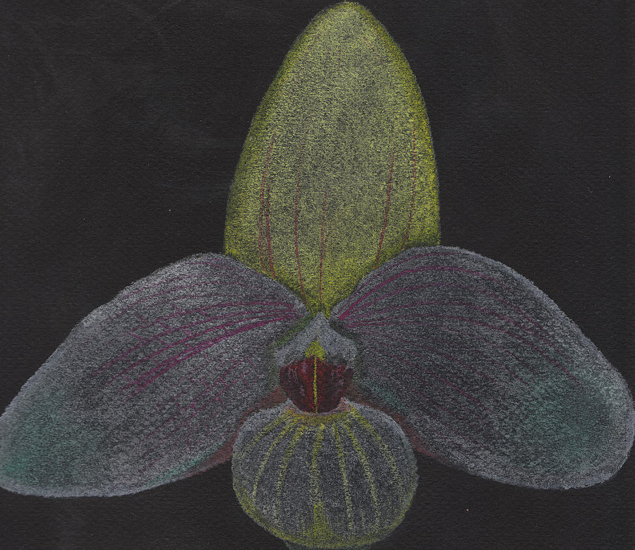 Paphiopedilum Mem. Orchid Pastel by Martin Valeriano
