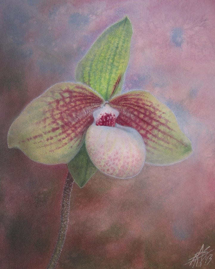 Paphiopedilum Orchid Painting by Robin Street-Morris