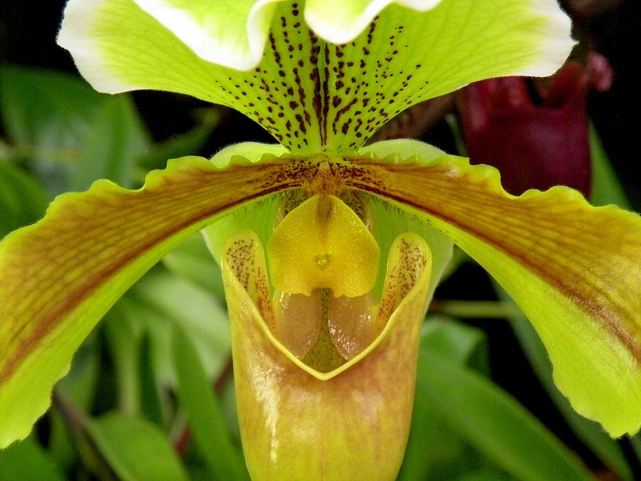 Paphiopedilum Orchid Photograph by Rosalie Scanlon