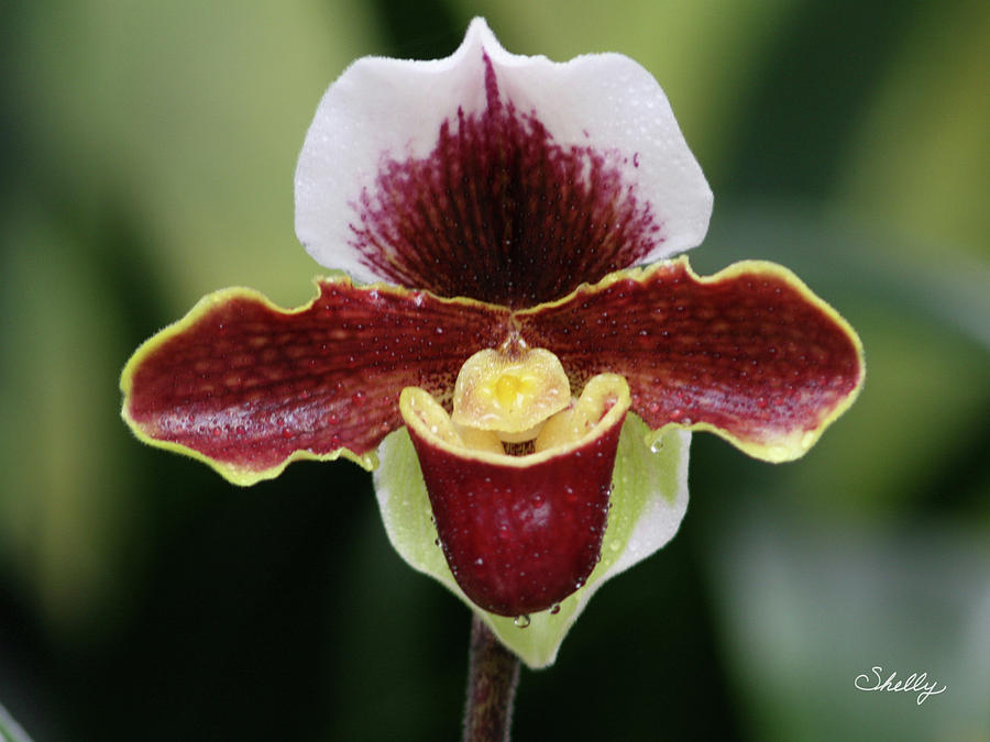 Paphiopedilum Orchid Photograph By Shelly OBrien