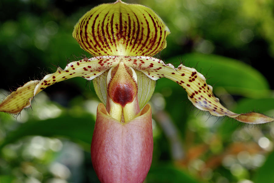 Paphiopedilum Pink Ladys slipper orchid Photograph by Reimar Gaertner ...