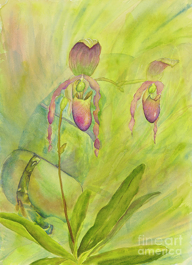 Paphiopedilum Pollination-Where is the fly? Painting by Lisa Debaets