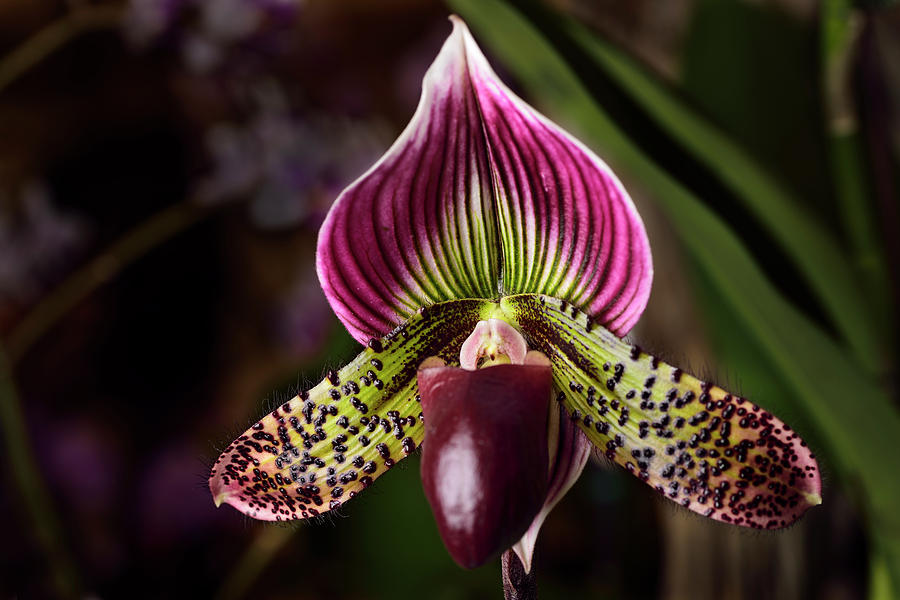 Paphiopedilum Venus Slipper Orchid | ubicaciondepersonas.cdmx.gob.mx