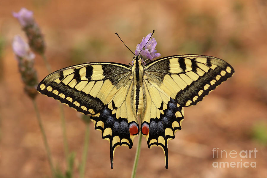 Papilio alexanor Photograph by Alon Meir