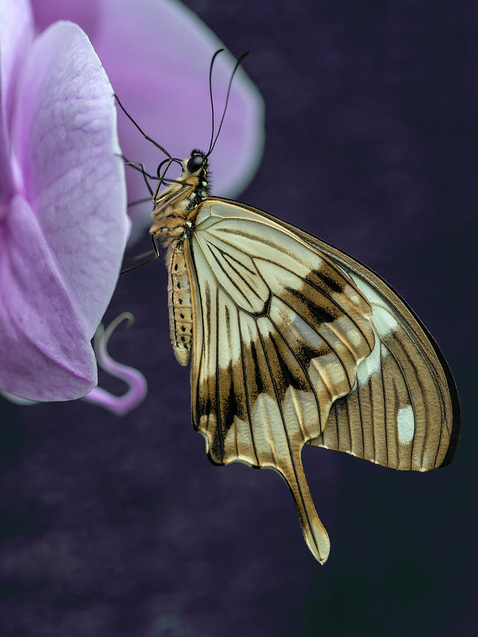 Papilio dardanus butterfly Photograph by Jaroslaw Blaminsky