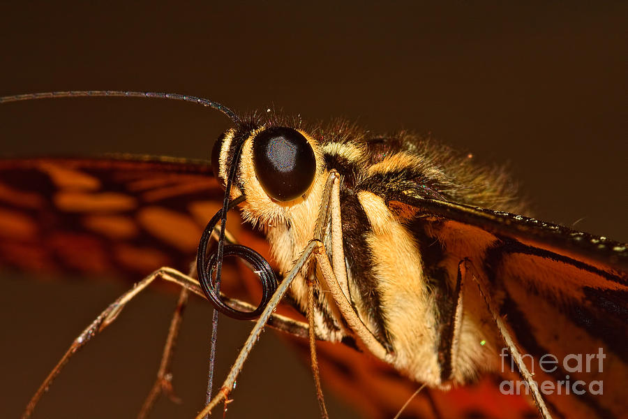 Papilio demoleus Photograph by Joerg Lingnau