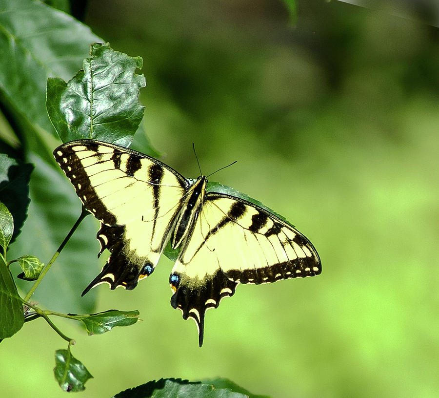 Papilio Glaucus Photograph by Norman Johnson