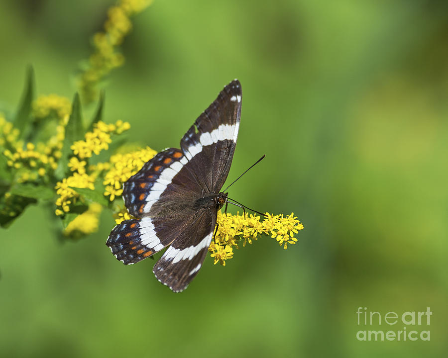 Papilio.. Photograph by Nina Stavlund