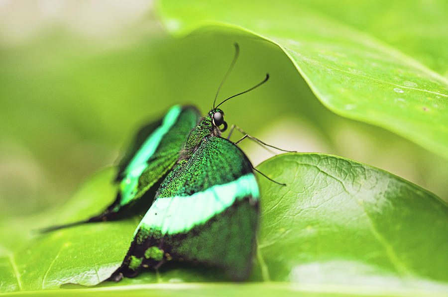 Papilio palinurus Emerald Swallowtail butterfly Photograph by ...
