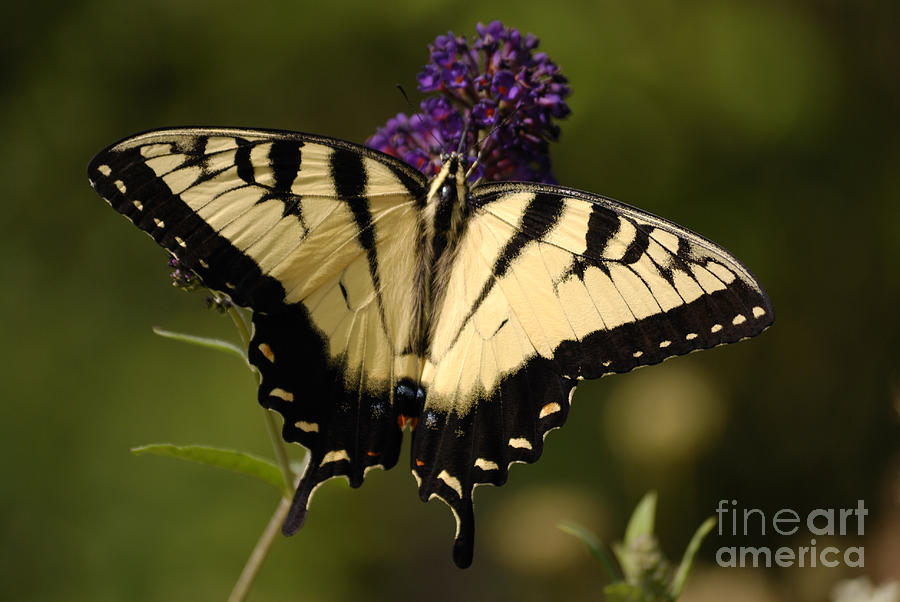 Butterfly Photograph - Papilio Yellow by Randy Bodkins
