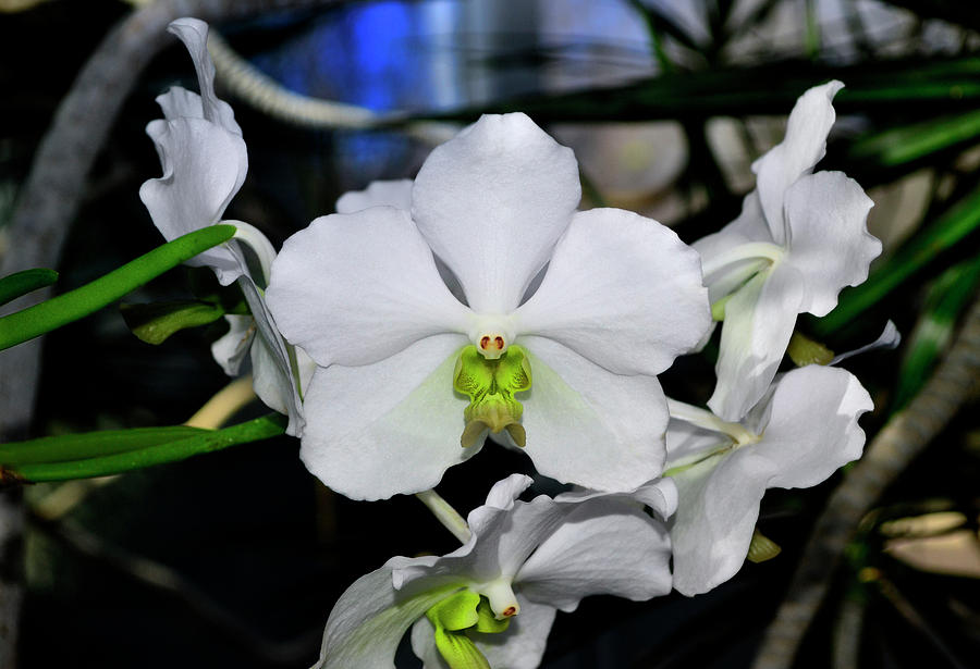 Papilionanda Esther Araneta - Pure White Orchid 002 Photograph by George Bostian