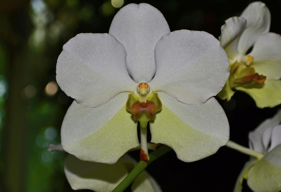 Papilionanda Esther Araneta - Pure White Orchid 003 Photograph by George Bostian