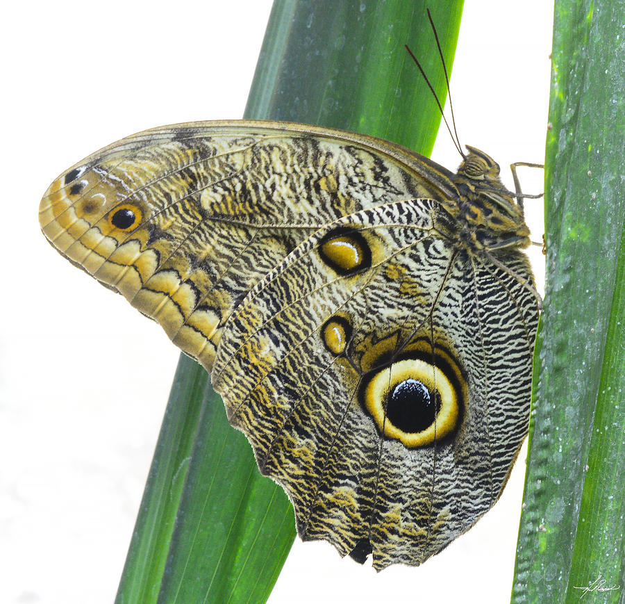Butterfly Photograph - Owl butterfly #2 by Phil And Karen Rispin