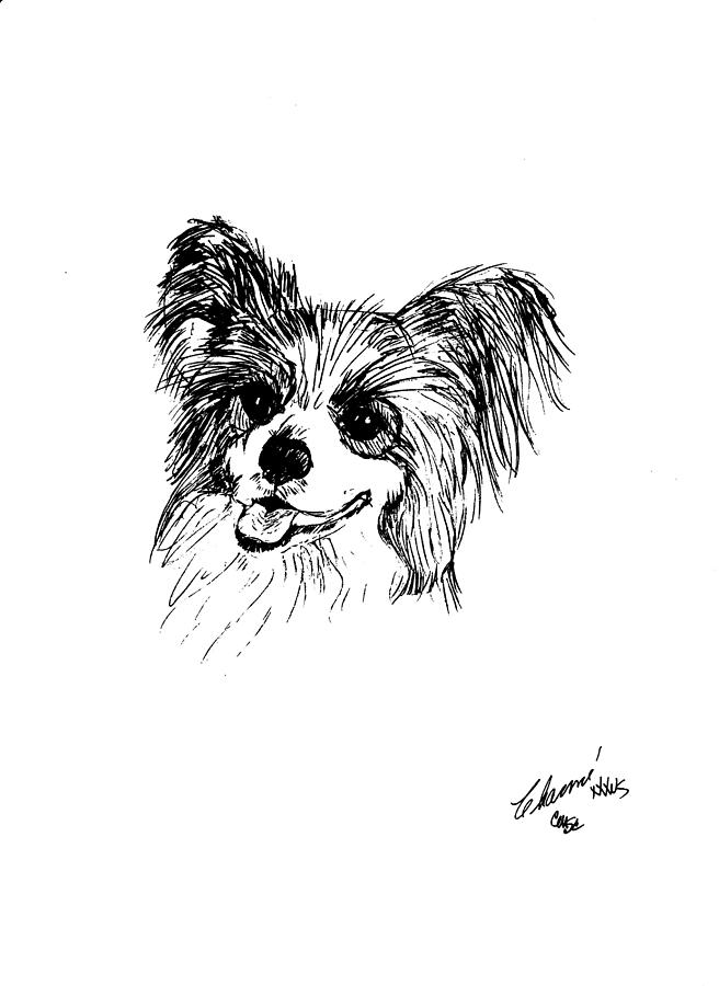 Papillon Drawing by Charme Curtin