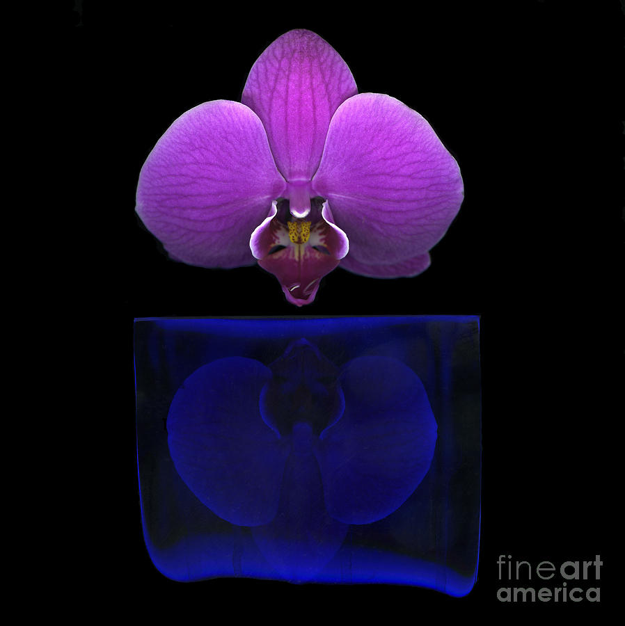 Orchid Photograph - Papillon by Christian Slanec