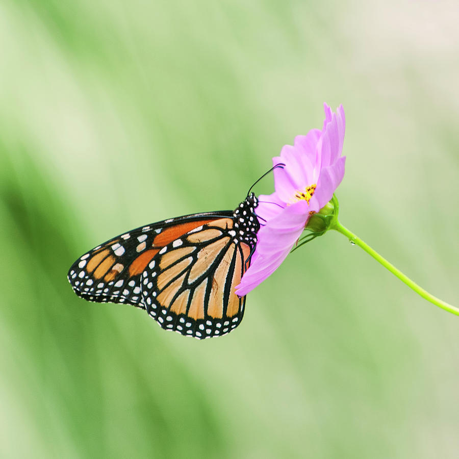 Papillon Dans Mon Jardin Photograph