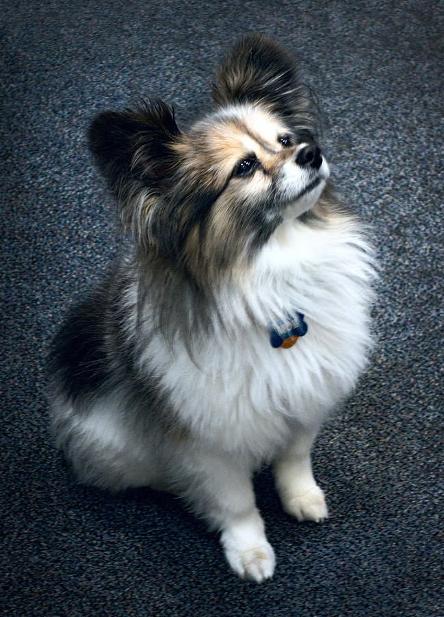 Papillon Dog Photograph by Daniel Hagerman