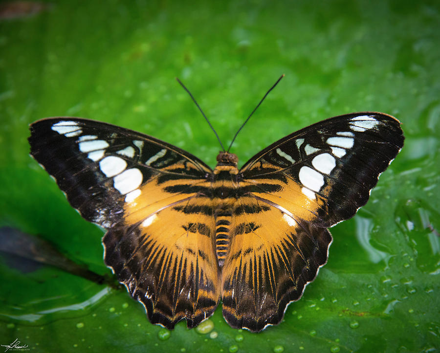 Butterfly Photograph - Papillon by Phil And Karen Rispin