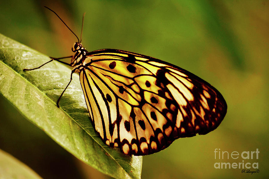 Papillon Photograph by Rebecca Langen