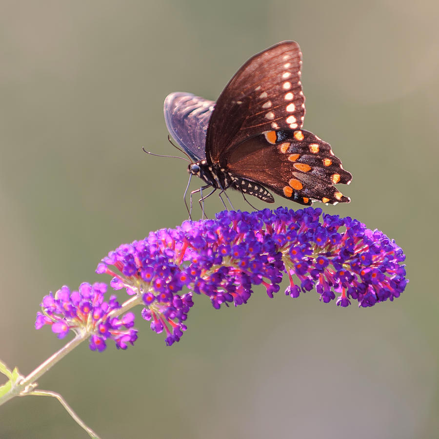 Papillon Sur Fleur Photograph